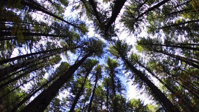 Cedar forest - crone of trees.