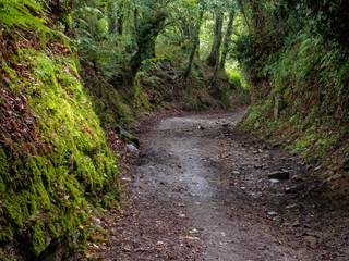 Fototapeta na wymiar Lush green vegetation along a muddy Camino track in a rainy autumn afternoon - Fonfria, Galicia, Spain