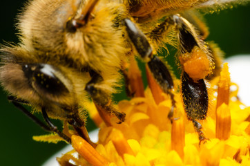macro of bee on pollen flower