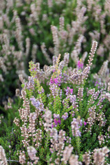 Bright purple heather bushes.