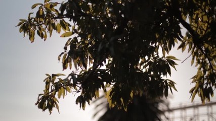 Solar Flare St Kilda Melbourne, Slow Pan, View of Luna Park in the background