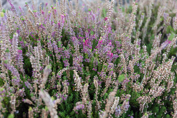 Purple tender blooming wild plant.