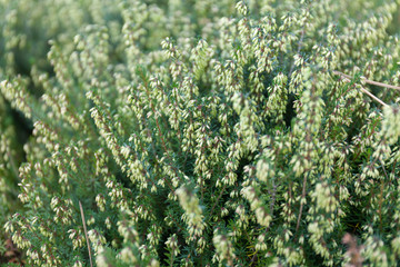 Planting and care for heather bushes.