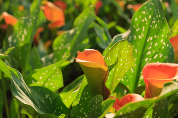 autumn flowers in the rays of the setting sun