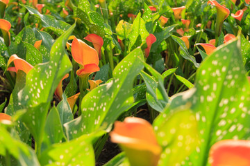 autumn flowers in the rays of the setting sun