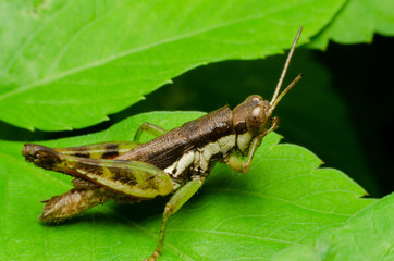 grasshopper on green grass
