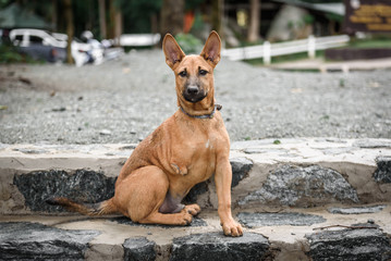 Three-legged dog on the ground with high contrast