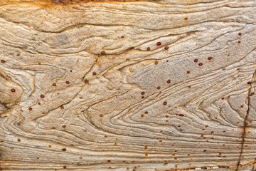 Texture and patterns in a section of exposed sandstone rock