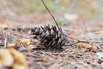 Naklejka na ściany i meble Pine cone fallen on the ground in the forest