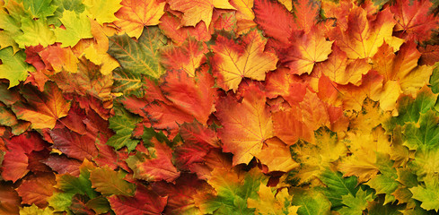 Naklejka na ściany i meble Red, orange, yellow and green maple leaves background. Golden autumn concept. Sunny day, warm weather. Top view. Banner
