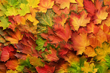 Naklejka na ściany i meble Colorful autumn leaves background with copy space. Cozy fall mood. Season and weather concept