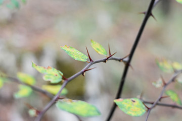 Autumnal colorful leafs hanging from tree back lit