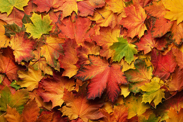Naklejka na ściany i meble Colorful autumn leaves background with copy space. Cozy fall mood. Season and weather concept