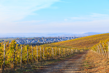 Herbstlicher Rheingau. Im Hintergrund Kiedrich. 3. November 2018. 