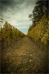 Naklejka premium vineyard in autumn