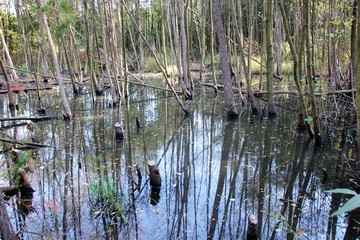 Beavers cut down trees to build their dam and create a wetland where they live.