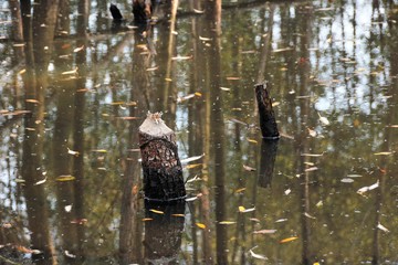 Beavers cut down trees to build their dam and create a wetland where they live.