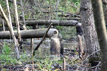 Beavers cut down trees to build their dam and create a wetland where they live.