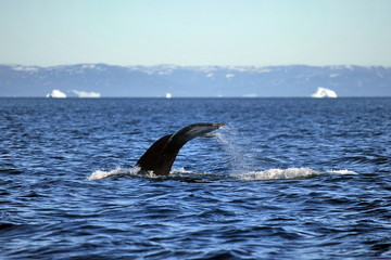 Fototapeta premium Greenland Sea Whale Watching.