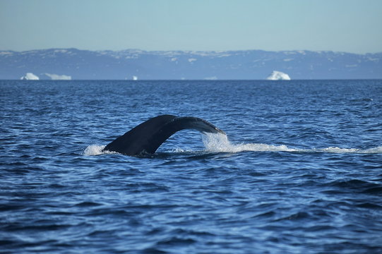 Greenland Sea Whale Watching.