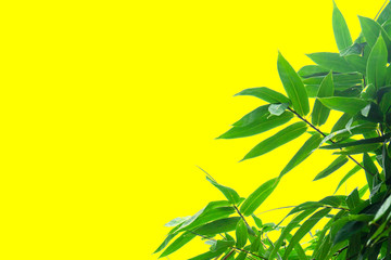 Fototapeta na wymiar green bamboo leaf , green tropical foliage texture isolated on yellow background of file with Clipping Path .