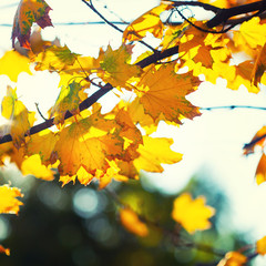 Obraz na płótnie Canvas Autumn background with leaves