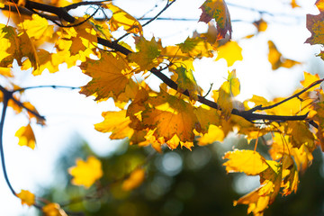 Autumn background with leaves