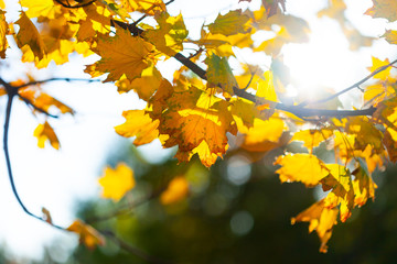 Fototapeta na wymiar Autumn background with leaves