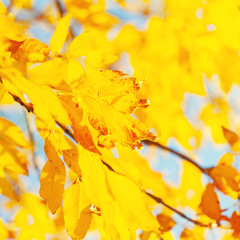 Autumn background with leaves