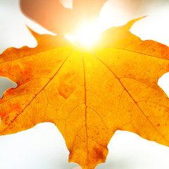 Autumn background with leaves