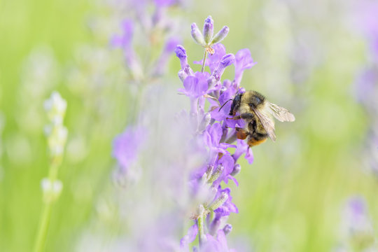 Bumblebee on lavender flower. Natural defocused background.