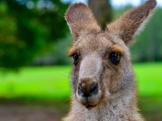 Kangaroos around the field