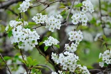 Pear flower blooming in spring
