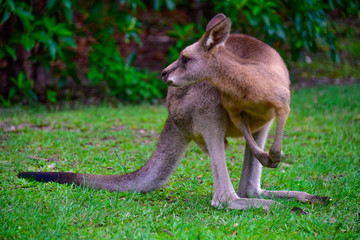 Kangaroos around the park