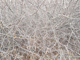 Deaf thickets of shrubs. Texture and background of gray dry branches. Impassable slums of wood. Natural fencing.