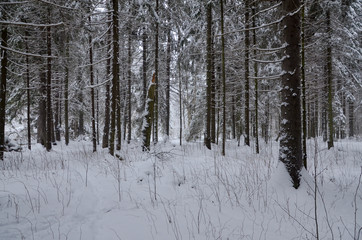 under canopy of snow covered spruce trees in winter forest  Moscow region, Russia