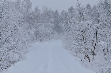 narrow path in snow covered winter forest Moscow region, Russia