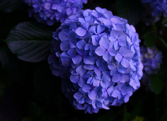 紫陽花イメージ