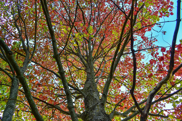 Scarlet Maple, view from the bottom looking up. Autumn in Michigan.