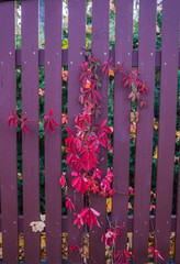 Red autumn leaves of wild grapes hang on fence. autumn ornament for calendar