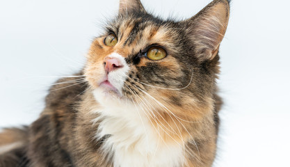 Closeup of tabby cat looking to the side sitting on white background isolated