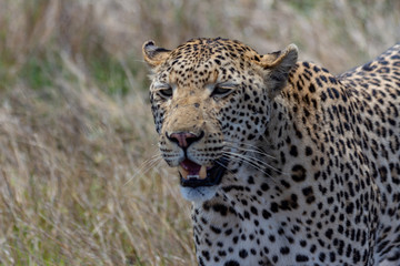 Fototapeta na wymiar African leopard in the Kruger national Park