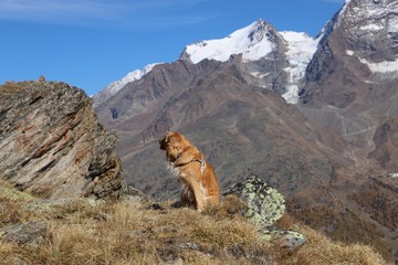 Dog in the mountain