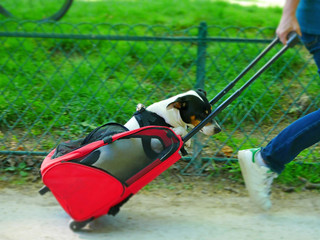Chien dans sa valise à roulette