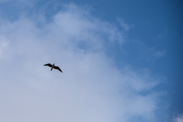 Seagull Bird in Abu Dhabi flying high against blue sky