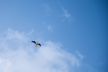 Seagull Bird in Abu Dhabi flying high against blue sky