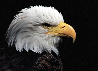 Bald Eagle heraldic animal of the United States of America