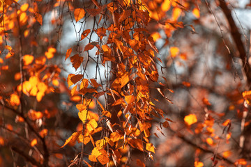 Leaves on a tree in autumn as a background