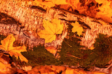 Leaves on the ground in autumn as a background