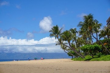 Palm trees at the beach in Maui - Hawaii